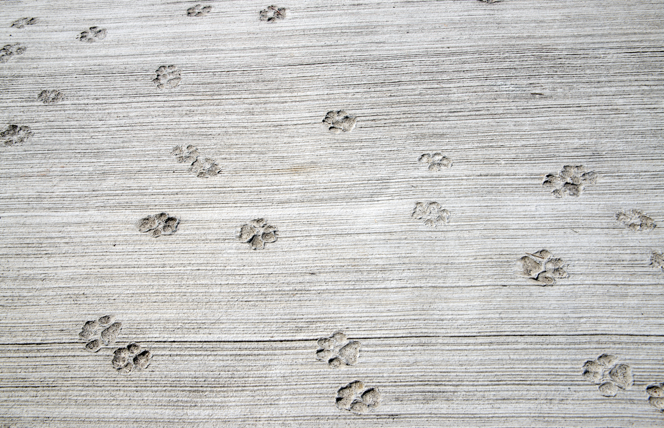 close up of dog paw print